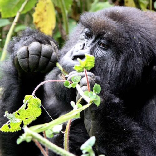 3 Day Gorilla Tracking