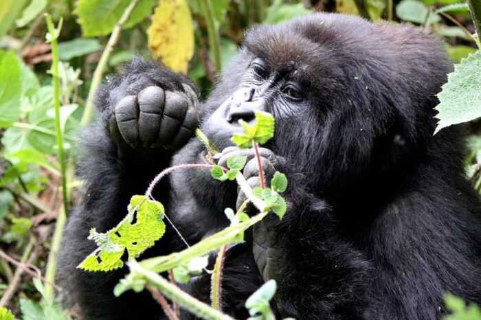Rwanda
