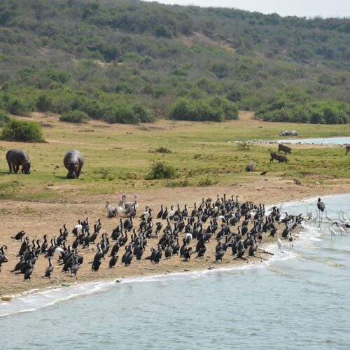 Ultimate Uganda Wildlife Tour