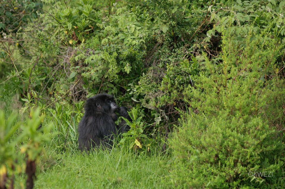 Gorilla Trekking in Uganda: What It Really Feels Like to Come Face-to-Face with Giants