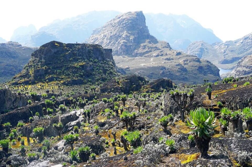 Uganda 2026: Why the Pearl of Africa is Africa’s Best-Kept Safari Secret