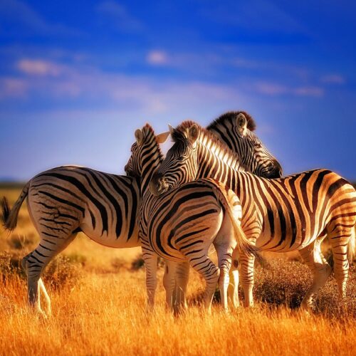 7 Day Gorilla and Wildlife