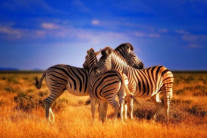 Uganda